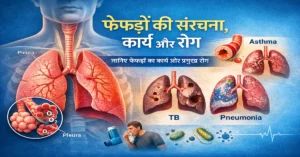 फेफड़ों की संरचना और रोग