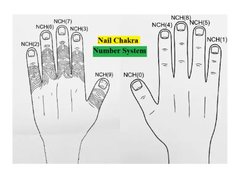 Both Hand Nail Chakra Fingers Number System Chart